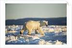 Polar Bear on Sea Ice, Hudson Bay, Nunavut, Canada by Anonymous