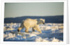 Polar Bear on Sea Ice, Hudson Bay, Nunavut, Canada by Anonymous