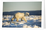 Polar Bear on Sea Ice, Hudson Bay, Nunavut, Canada by Anonymous