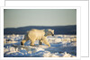 Polar Bear on Sea Ice, Hudson Bay, Nunavut, Canada by Anonymous