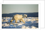 Polar Bear on Sea Ice, Hudson Bay, Nunavut, Canada by Anonymous