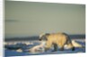 Polar Bear on Sea Ice, Hudson Bay, Nunavut, Canada by Anonymous