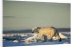 Polar Bear on Sea Ice, Hudson Bay, Nunavut, Canada by Anonymous