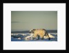 Polar Bear on Sea Ice, Hudson Bay, Nunavut, Canada by Anonymous