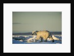 Polar Bear on Sea Ice, Hudson Bay, Nunavut, Canada by Anonymous