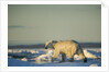 Polar Bear on Sea Ice, Hudson Bay, Nunavut, Canada by Anonymous