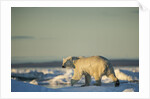 Polar Bear on Sea Ice, Hudson Bay, Nunavut, Canada by Anonymous