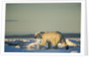 Polar Bear on Sea Ice, Hudson Bay, Nunavut, Canada by Anonymous