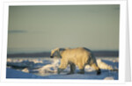 Polar Bear on Sea Ice, Hudson Bay, Nunavut, Canada by Anonymous
