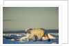 Polar Bear on Sea Ice, Hudson Bay, Nunavut, Canada by Anonymous
