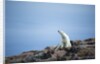 Polar Bear on Harbour Islands, Hudson Bay, Nunavut, Canada by Anonymous