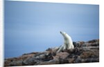 Polar Bear on Harbour Islands, Hudson Bay, Nunavut, Canada by Anonymous