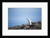 Polar Bear on Harbour Islands, Hudson Bay, Nunavut, Canada by Anonymous