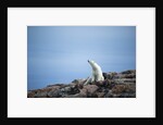 Polar Bear on Harbour Islands, Hudson Bay, Nunavut, Canada by Anonymous