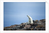 Polar Bear on Harbour Islands, Hudson Bay, Nunavut, Canada by Anonymous