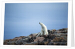 Polar Bear on Harbour Islands, Hudson Bay, Nunavut, Canada by Anonymous