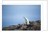 Polar Bear on Harbour Islands, Hudson Bay, Nunavut, Canada by Anonymous