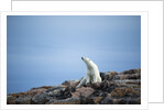 Polar Bear on Harbour Islands, Hudson Bay, Nunavut, Canada by Anonymous