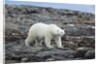 Polar Bear on Harbour Islands, Hudson Bay, Nunavut, Canada by Anonymous