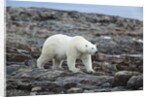 Polar Bear on Harbour Islands, Hudson Bay, Nunavut, Canada by Anonymous