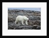 Polar Bear on Harbour Islands, Hudson Bay, Nunavut, Canada by Anonymous