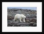 Polar Bear on Harbour Islands, Hudson Bay, Nunavut, Canada by Anonymous