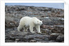Polar Bear on Harbour Islands, Hudson Bay, Nunavut, Canada by Anonymous