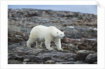 Polar Bear on Harbour Islands, Hudson Bay, Nunavut, Canada by Anonymous