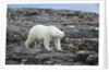 Polar Bear on Harbour Islands, Hudson Bay, Nunavut, Canada by Anonymous