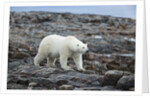 Polar Bear on Harbour Islands, Hudson Bay, Nunavut, Canada by Anonymous