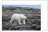 Polar Bear on Harbour Islands, Hudson Bay, Nunavut, Canada by Anonymous
