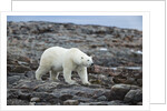 Polar Bear on Harbour Islands, Hudson Bay, Nunavut, Canada by Anonymous