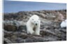 Polar Bear on Harbour Islands, Hudson Bay, Nunavut, Canada by Anonymous