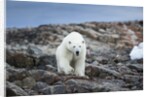 Polar Bear on Harbour Islands, Hudson Bay, Nunavut, Canada by Anonymous