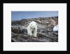 Polar Bear on Harbour Islands, Hudson Bay, Nunavut, Canada by Anonymous