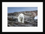 Polar Bear on Harbour Islands, Hudson Bay, Nunavut, Canada by Anonymous