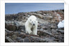 Polar Bear on Harbour Islands, Hudson Bay, Nunavut, Canada by Anonymous