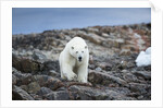 Polar Bear on Harbour Islands, Hudson Bay, Nunavut, Canada by Anonymous