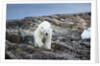 Polar Bear on Harbour Islands, Hudson Bay, Nunavut, Canada by Anonymous