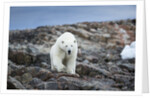 Polar Bear on Harbour Islands, Hudson Bay, Nunavut, Canada by Anonymous