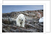 Polar Bear on Harbour Islands, Hudson Bay, Nunavut, Canada by Anonymous
