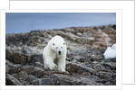 Polar Bear on Harbour Islands, Hudson Bay, Nunavut, Canada by Anonymous