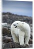 Polar Bear on Harbour Islands, Hudson Bay, Nunavut, Canada by Anonymous