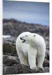 Polar Bear on Harbour Islands, Hudson Bay, Nunavut, Canada by Anonymous