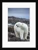 Polar Bear on Harbour Islands, Hudson Bay, Nunavut, Canada by Anonymous