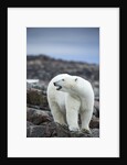 Polar Bear on Harbour Islands, Hudson Bay, Nunavut, Canada by Anonymous