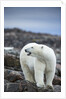Polar Bear on Harbour Islands, Hudson Bay, Nunavut, Canada by Anonymous