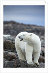 Polar Bear on Harbour Islands, Hudson Bay, Nunavut, Canada by Anonymous