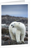Polar Bear on Harbour Islands, Hudson Bay, Nunavut, Canada by Anonymous
