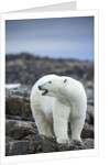Polar Bear on Harbour Islands, Hudson Bay, Nunavut, Canada by Anonymous